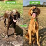 beforeafter-min_600x